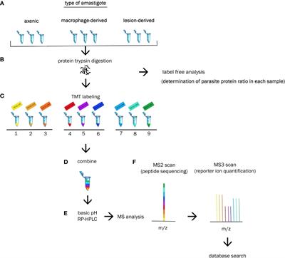 Three types of Leishmania mexicana amastigotes: Proteome comparison by quantitative proteomic analysis